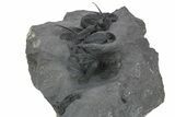 Spiny Cyphaspis Trilobite Cluster - Top Quality Preparation #381607-3